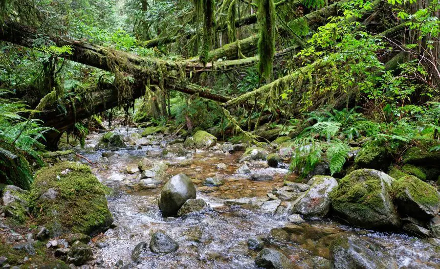 Whyte Lake Trail: The Best Rainforest Hike In Vancouver?