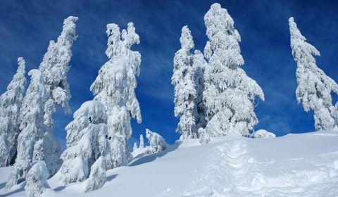Best Things To Do In Whistler In Winter