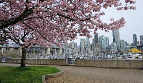 Your Vancouver Cherry Blossom Guide