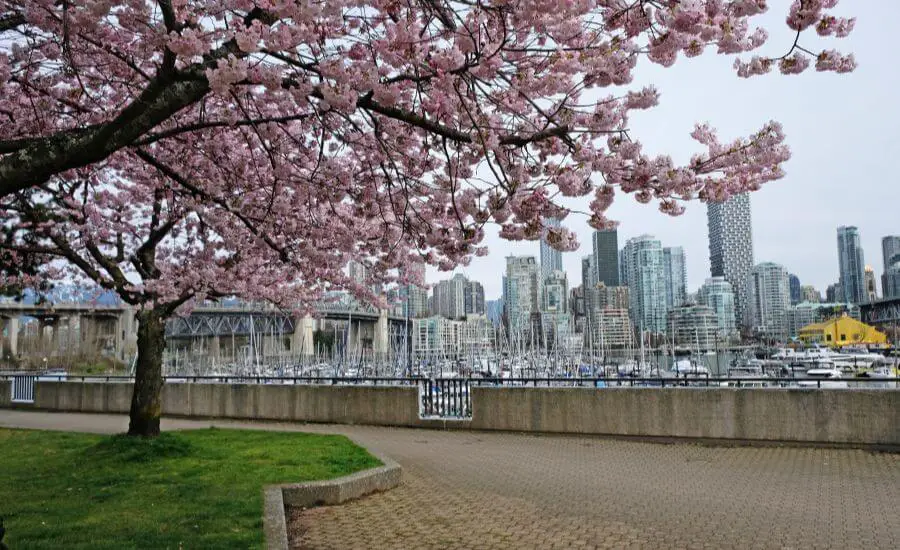 Your Vancouver Cherry Blossom Guide