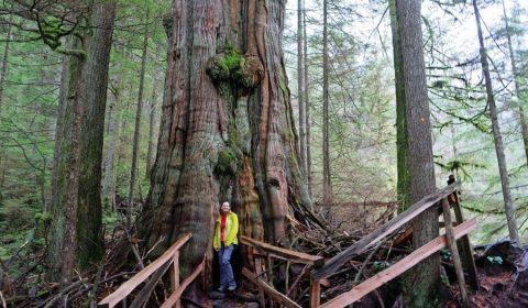 Big Cedar And Kennedy Falls Trail, North Vancouver