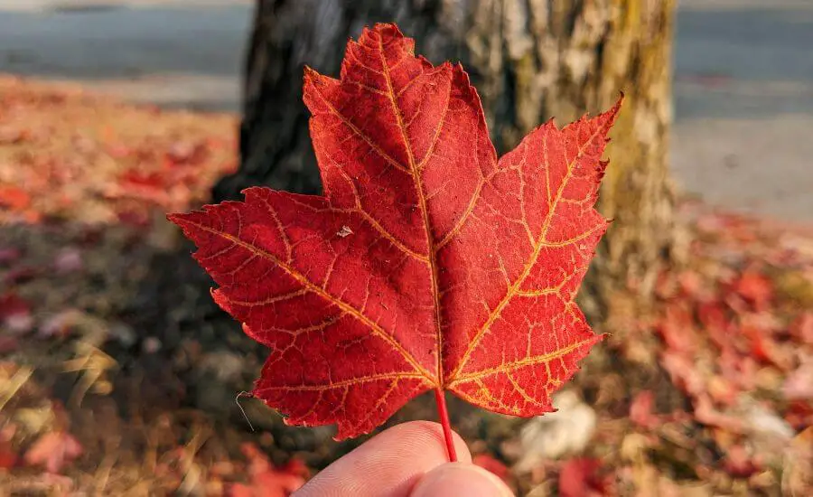 Fall In Vancouver: 18 Amazing Things To Do